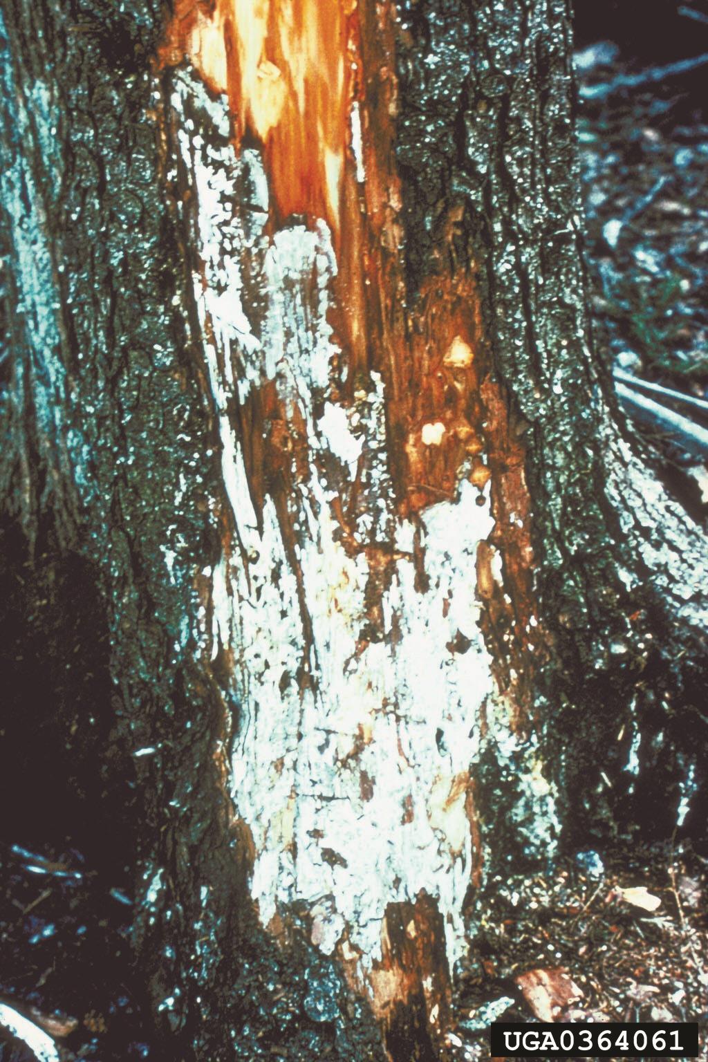 Armillaria Root Rot